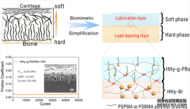 科学家研发具有优异性能的仿生层状关节软骨润