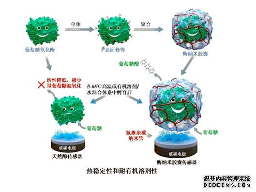 纳米胶囊技术有效提高酶生物传感器稳定性