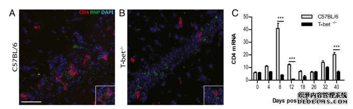 科学网168 T细胞对清除对快速清除中枢系统的狂犬